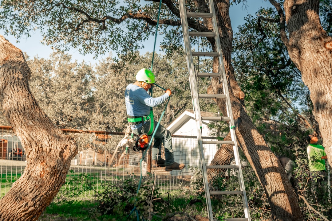 A tree climber using safety gear to safely rappel down a tree after trimming the branches in Austin, TX. https://www.treescouts.com/