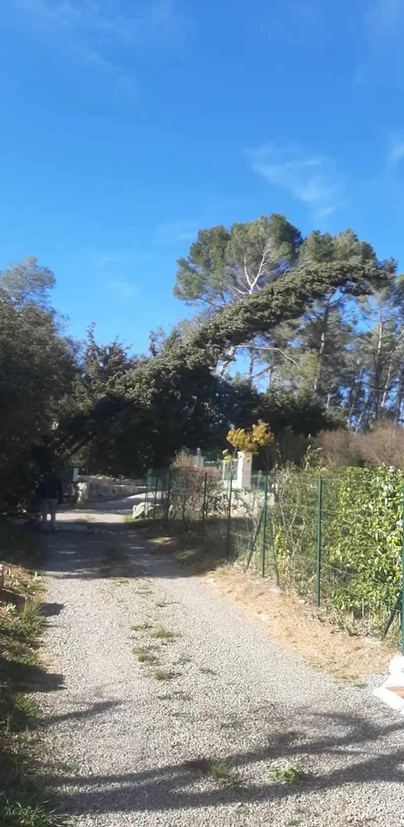 foret elagage paysage elagueur le luc foret elagage paysage 31